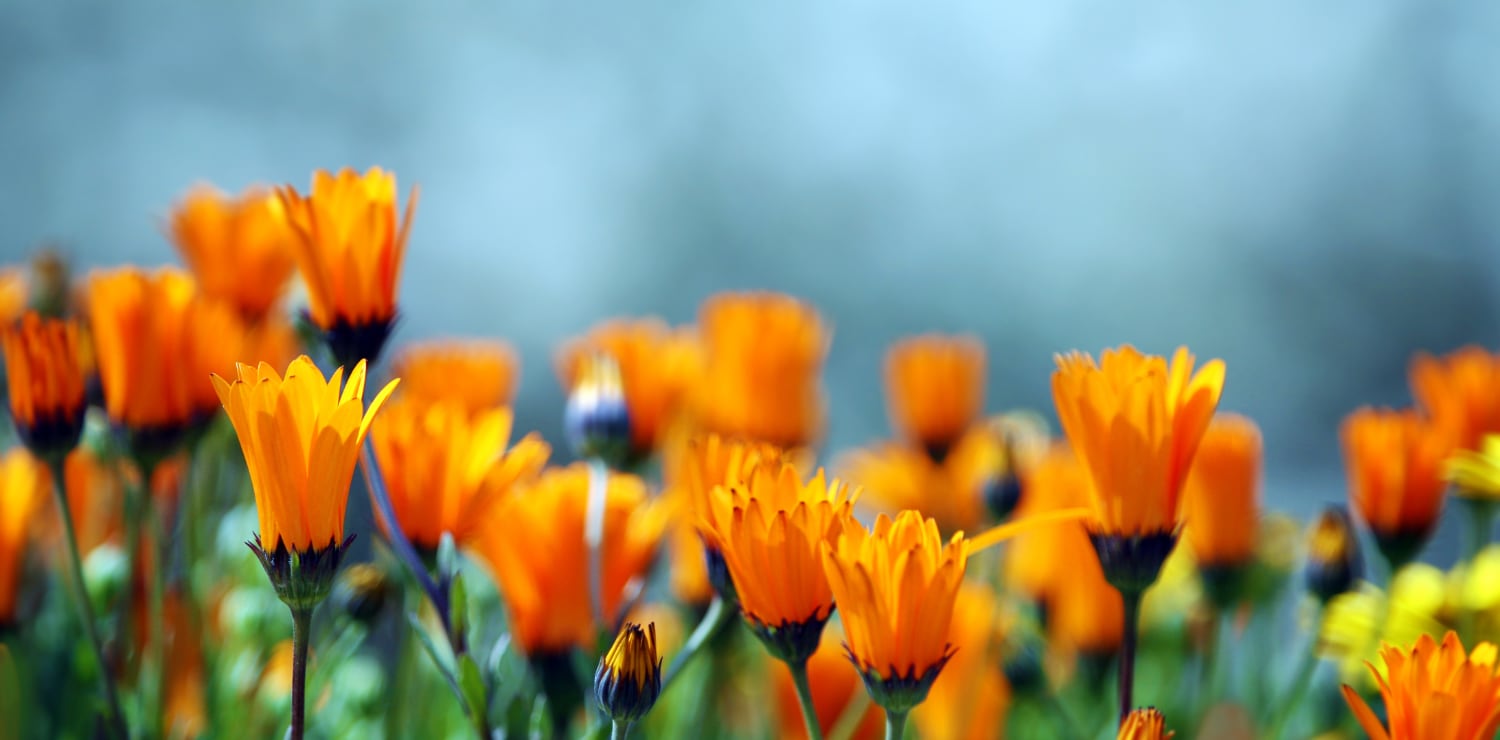Bright orange wild flowers